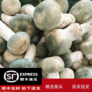 云南野生青头菌新鲜食用野生菌菇菌2026年当季现摘现发顺丰包邮