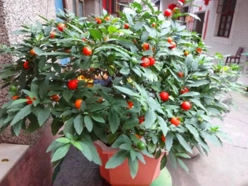 耐热多年生珊瑚吉庆四季果