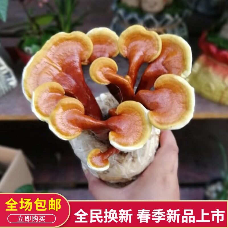 灵芝盆栽植物室内盆景家用防辐射图片