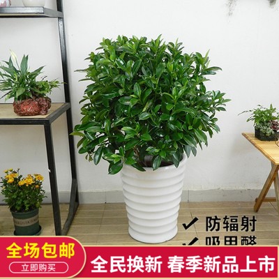 非洲茉莉 盆栽绿植观叶植物四季常青 二手烟净化空气防辐射吸甲醛