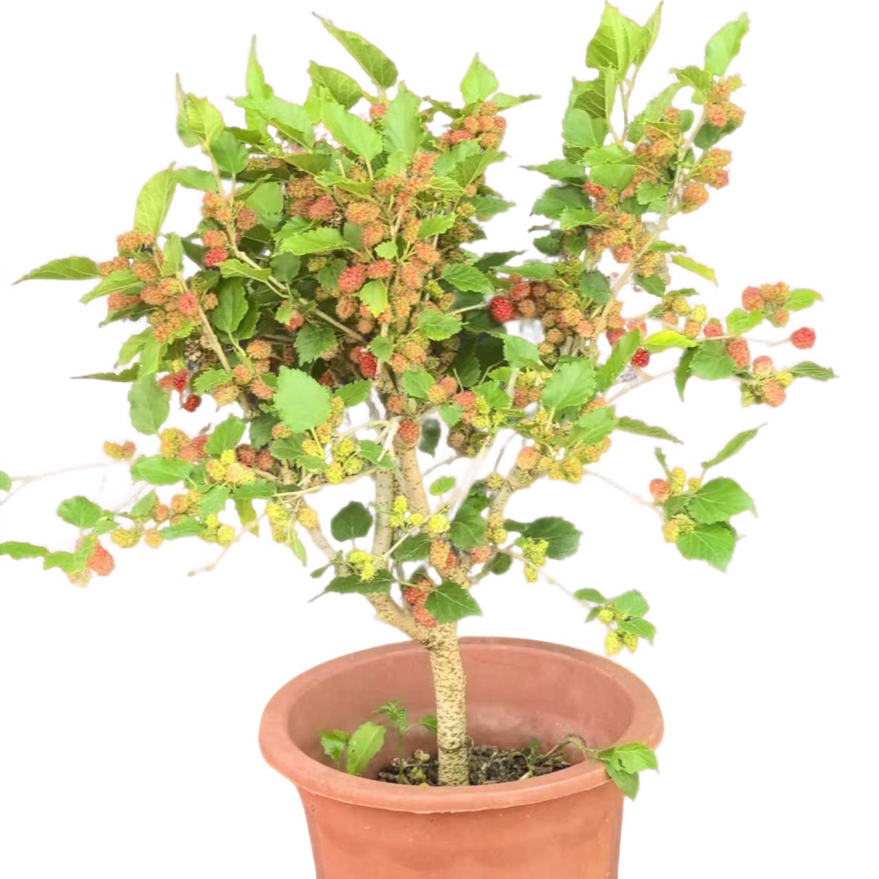 桑葚树苗四季水果桑葚果树苗带果发货可盆栽可地栽