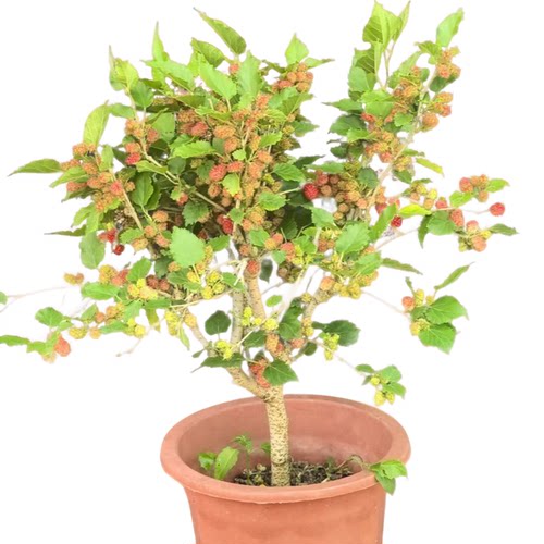 桑葚树苗四季水果桑葚果树苗带果发货可盆栽可地栽