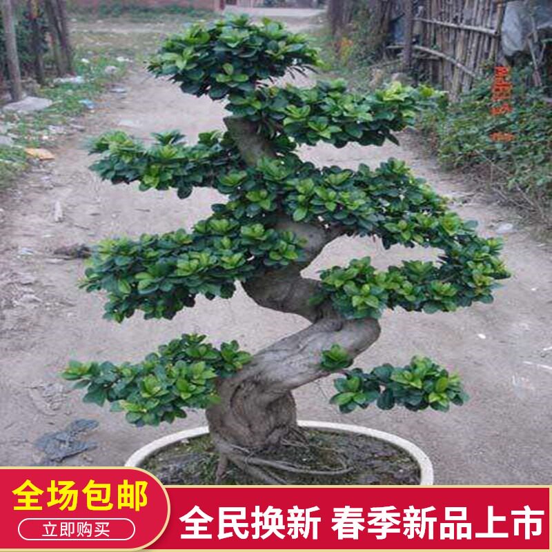 大型小叶榕树树桩 S造型榕树盆景盆栽 绿植室外庭院阳台观茎植物