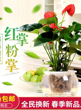 盆栽花卉红掌粉掌白掌四季开花办公室内盆栽鸿运当头盆栽带花发货