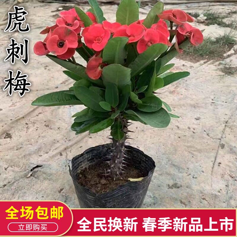 虎刺梅铁海棠大花老桩带花四季开花阳台庭院盆栽花卉室内客厅植物
