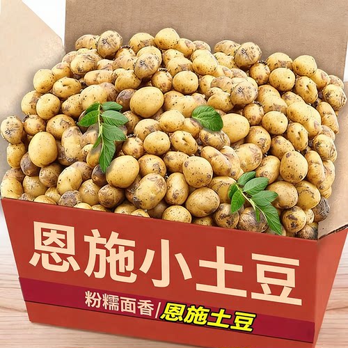 湖北恩施黄心迷你小土豆新鲜现挖老品种洋芋小时候味道马铃薯蔬菜