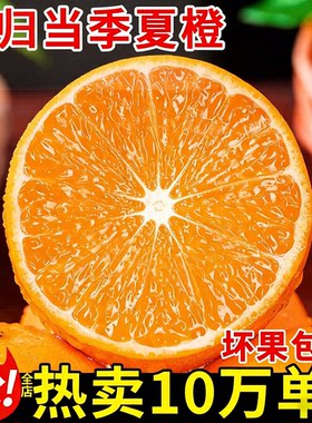 湖北宜昌秭归现摘夏橙