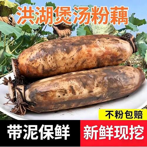 正宗洪湖莲藕新鲜粉藕脆藕藕粉