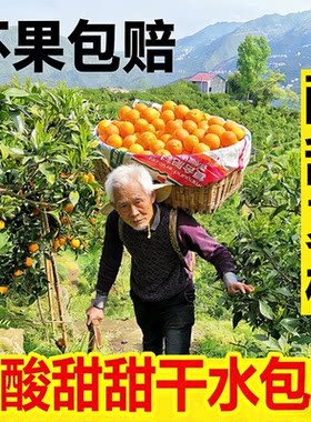 湖北宜昌秭归现摘夏橙