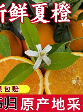湖北宜昌秭归现摘夏橙