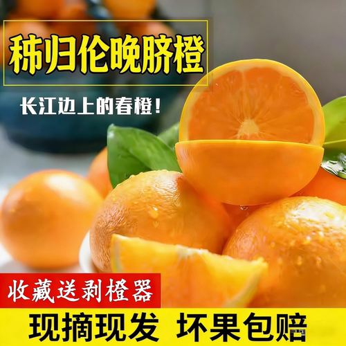 湖北宜昌秭归伦晚脐橙