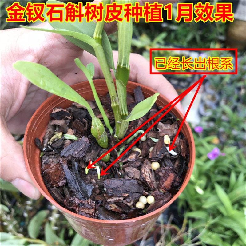 高档石斛苗盆栽养l水金钗好易容赤开花办公室客厅阳台
