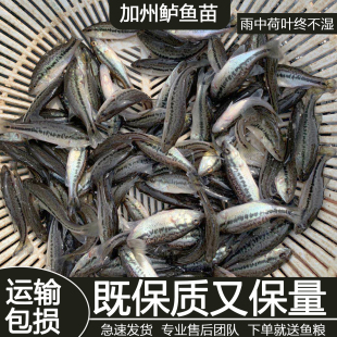 优质鲈鱼苗加州鲈鱼苗可食用凶猛肉食养殖淡水鲈鱼苗大口黑鲈鱼