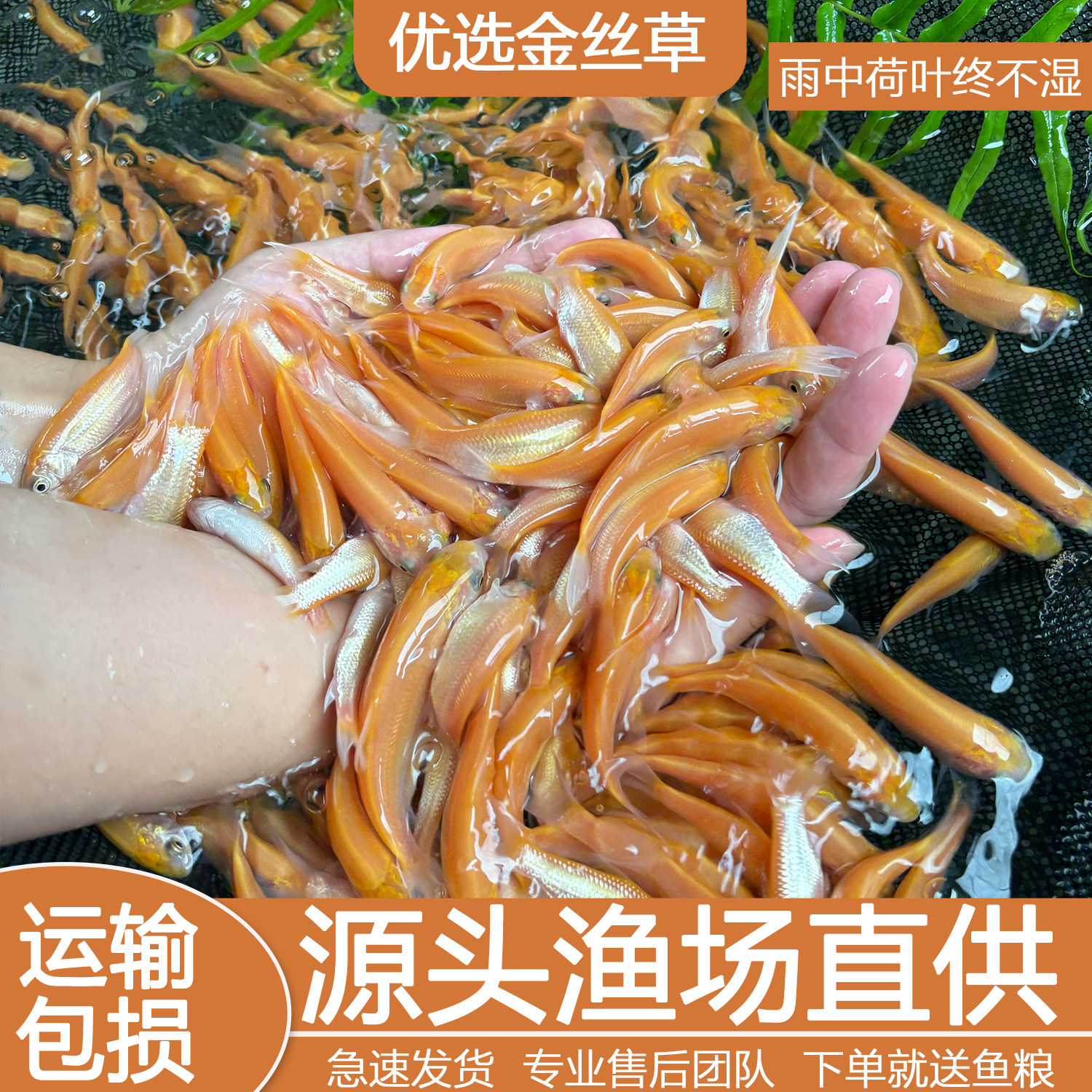 优质金草鱼苗渔场直发包邮冷水金丝皖红黄金丝草鱼俄罗斯金草鱼苗