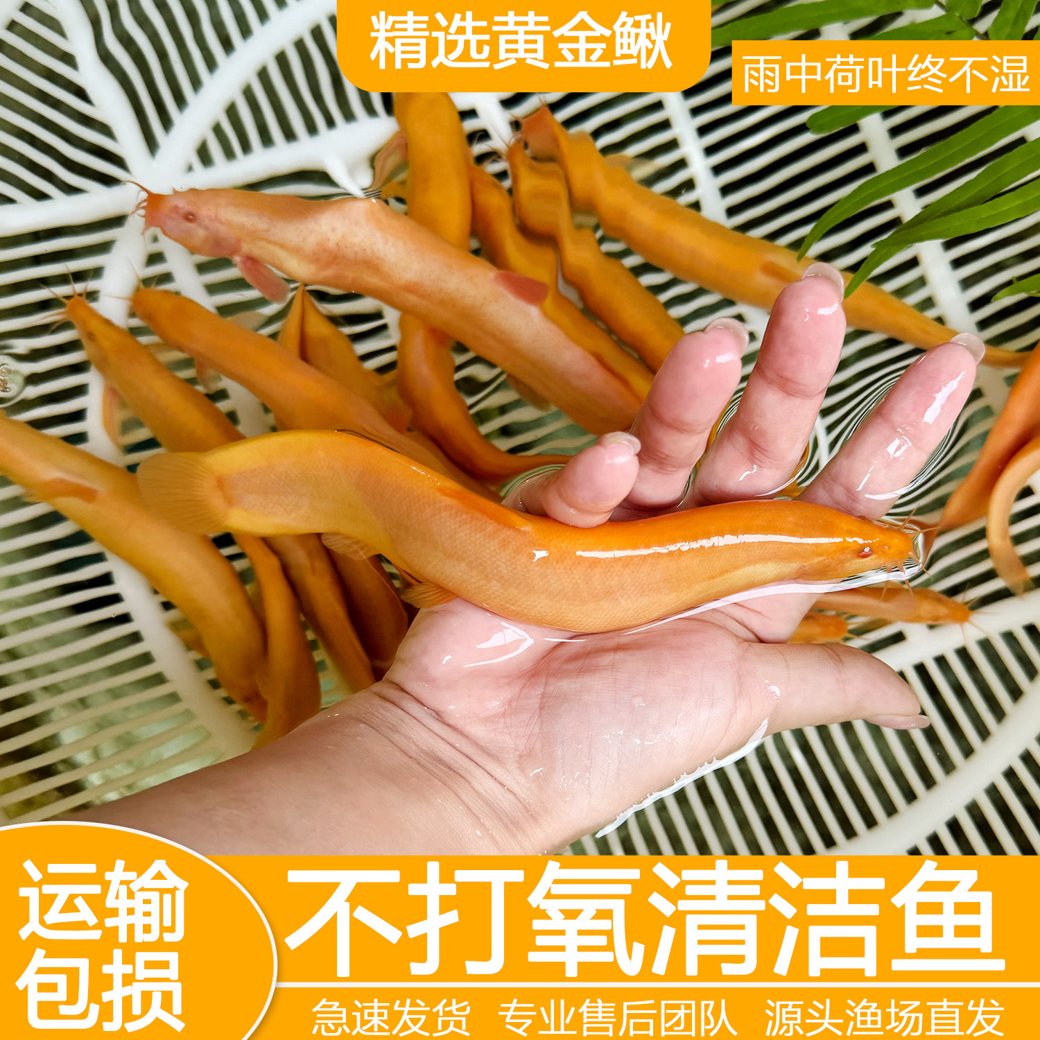 黄金泥鳅冷水观赏鱼黄金泥鳅鱼缸清洁工具鱼清道夫好养耐活鱼包邮图片