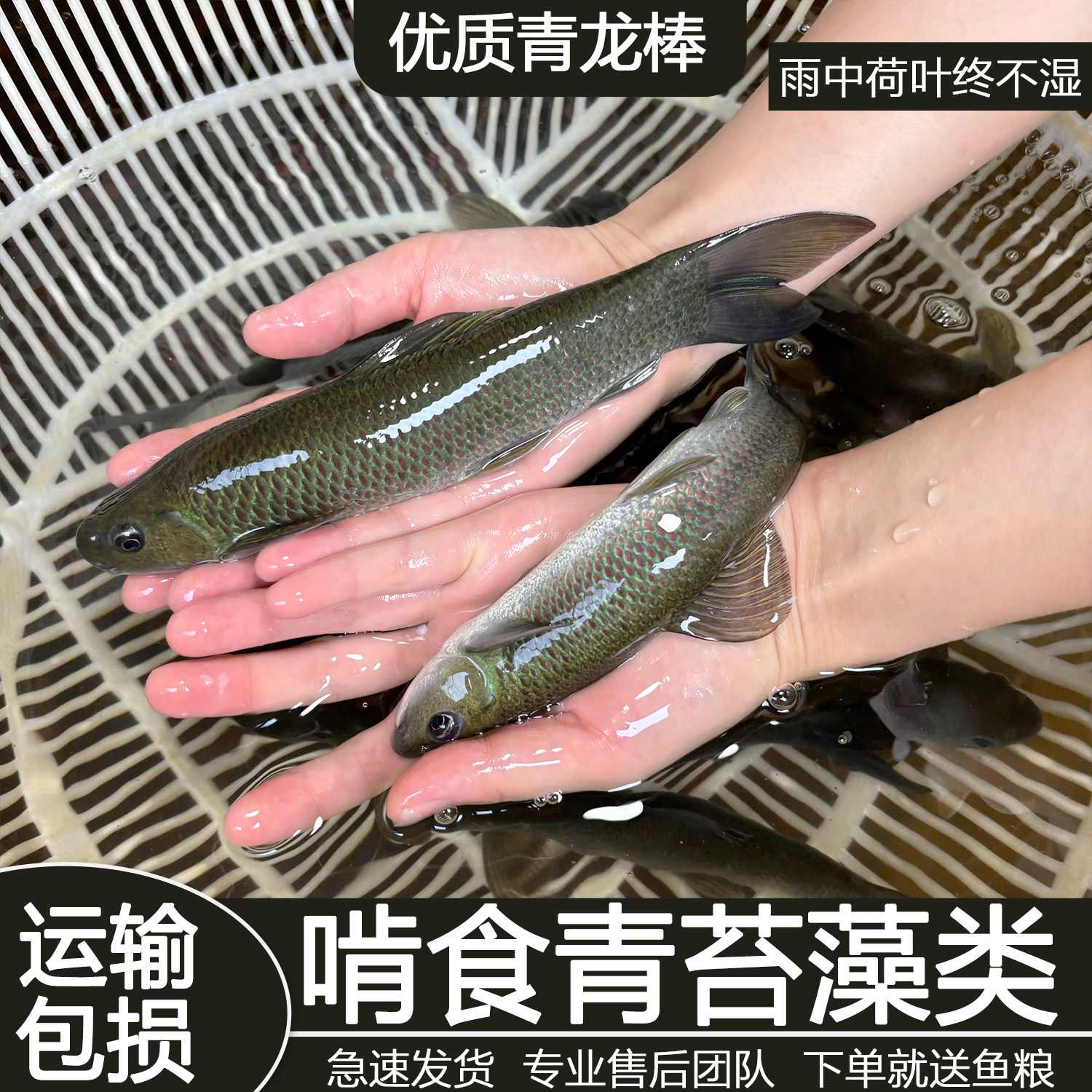 正宗华鲮青龙棒鱼苗观赏鱼淡水鱼饵料鱼活体包邮养殖食用原生鱼苗 - 实物图