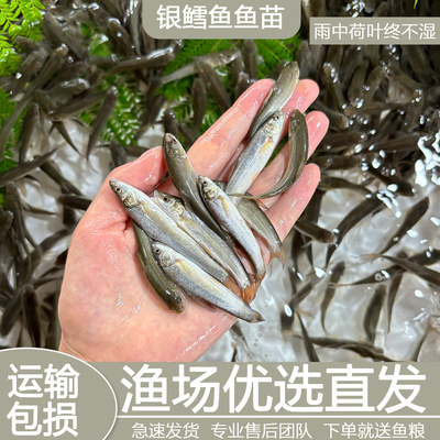 淡水银鳕鱼苗大鳞鲃鱼苗银雪鱼鱼苗养殖食用淡水高档鱼苗简单易养
