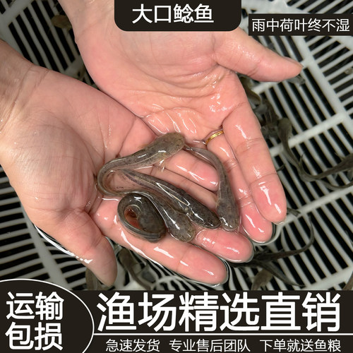 大口鲶鱼苗活体淡水鱼苗食用鲺鲶河鲶土鲶鱼二须鲶南方大口鲶鱼苗