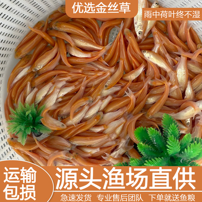 金草鱼苗淡水红草鱼苗俄罗斯金草鱼苗金丝鲩鱼苗淡水活体养殖食用