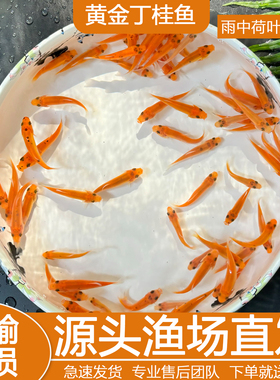黄金丁桂红色丁桂鱼稀有红丁桂鱼苗黄化丁桂鱼万里挑一混养鱼医生