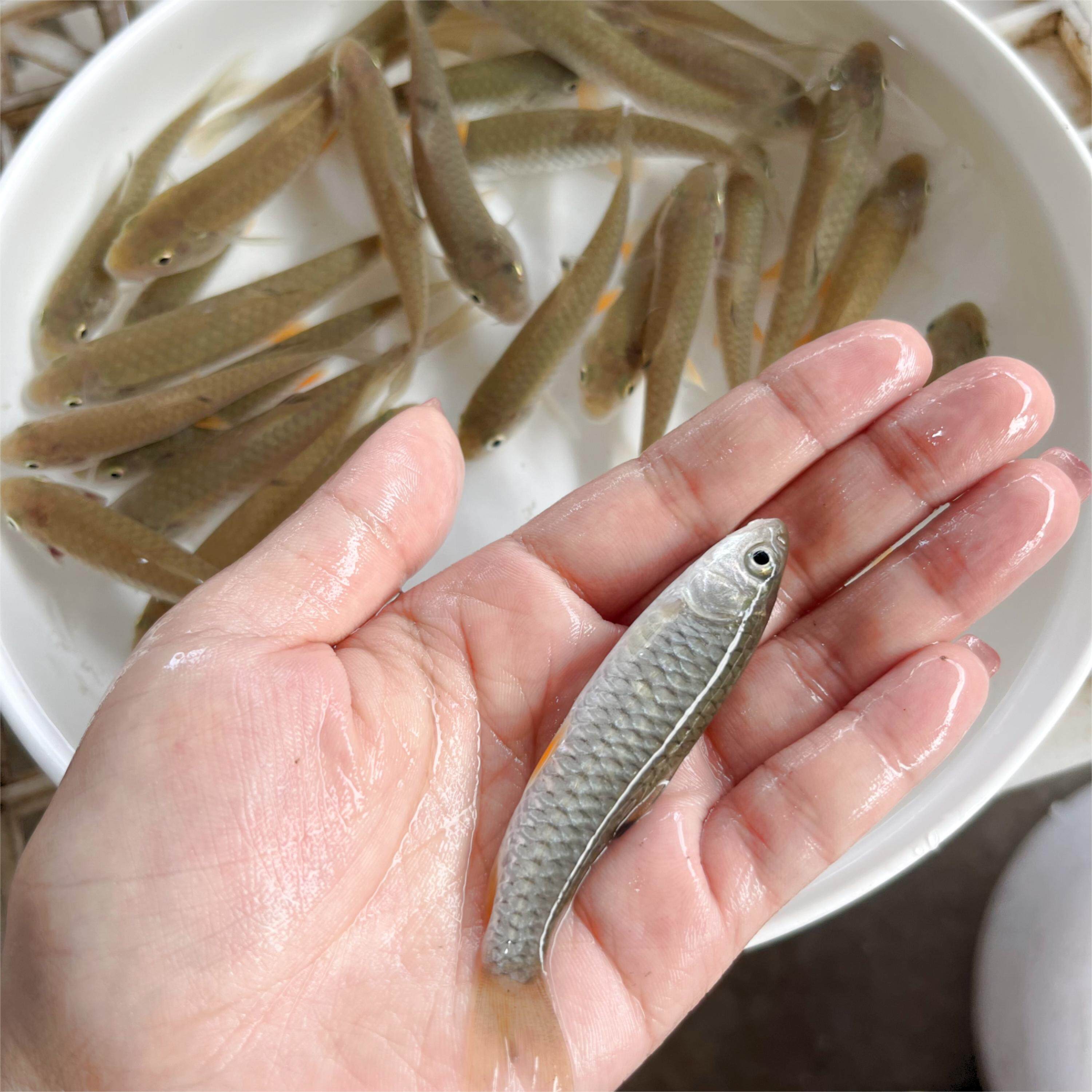 军鱼苗野批淡水养殖食用活体活鱼青竹鲩鱼黄娟鱼河坚鱼苗生发鲅鱼
