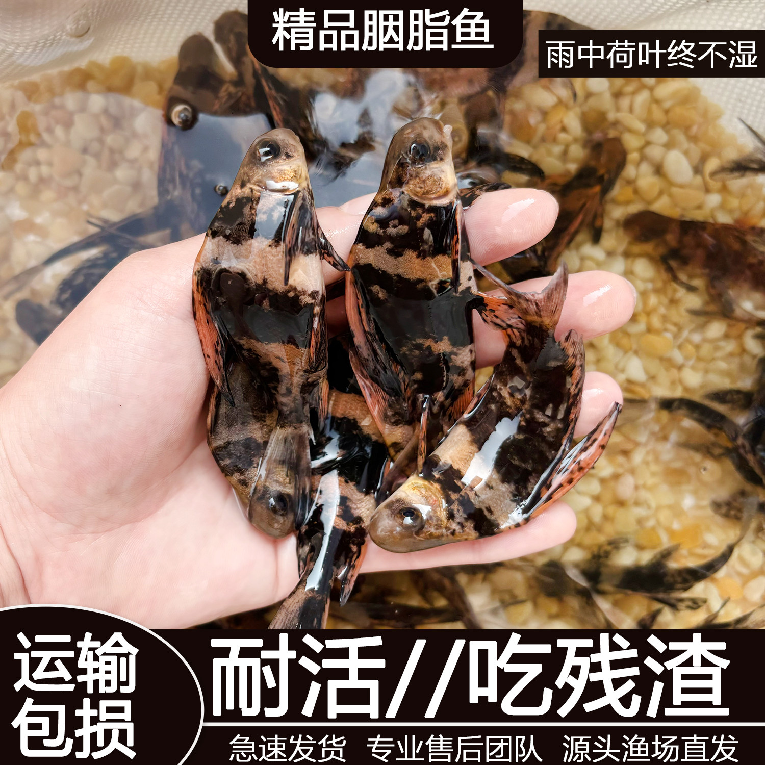 胭脂鱼苗一帆风顺鱼苗美人鱼冷水淡水鱼养殖食用高档观赏鱼清洁鱼