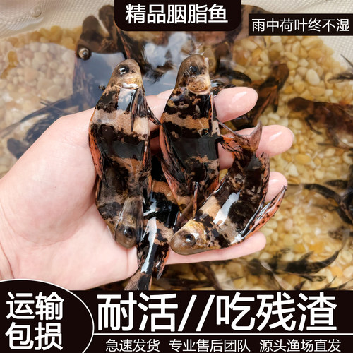 胭脂鱼苗一帆风顺鱼苗美人鱼冷水淡水鱼养殖食用高档观赏鱼清洁鱼