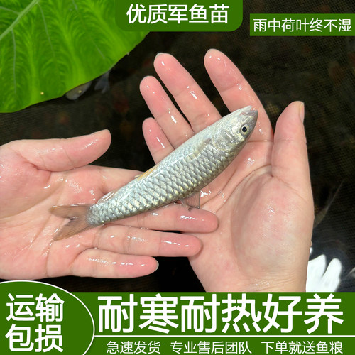 军鱼苗黄娟鱼苗倒刺鲅鱼苗青竹鲩鱼苗活体淡水鱼养殖食用光鱼粗鳞