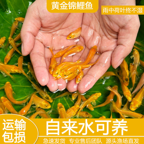 黄金锦鲤鱼观赏鱼冷水鱼淡水金鱼纯种小鱼苗活体鱼好养耐活自来水