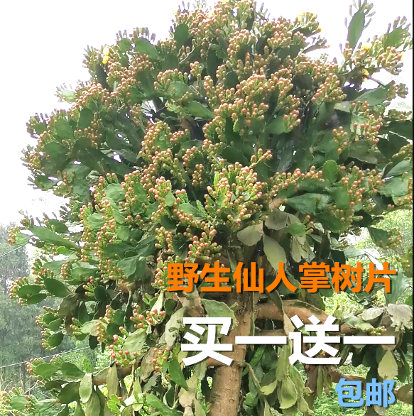 加岛仙人掌树大型野生大树多肉真仙人掌盆栽植物树形庭院果树苗