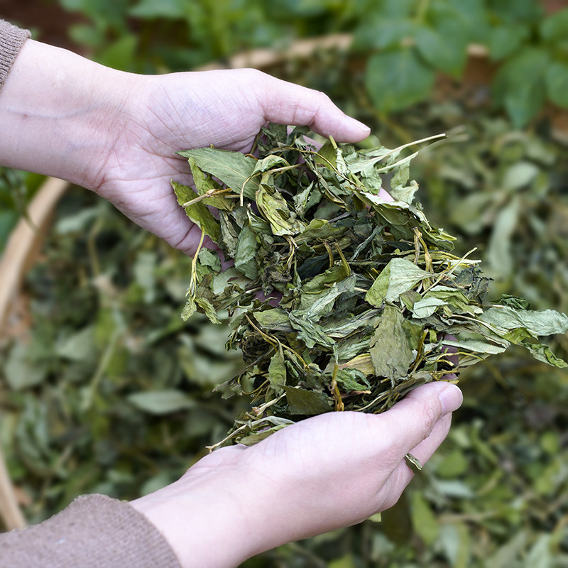 福建泉州德化农家天然苦菜干野生苦斋婆炖汤原料清热煲汤泡水闽南