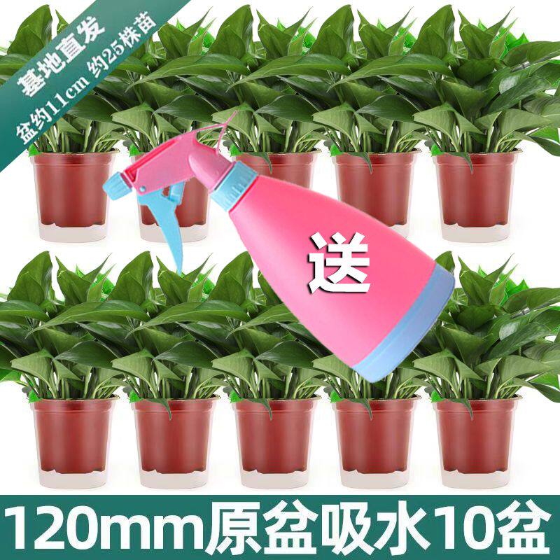 绿萝盆栽花室内净化空气绿植吊兰