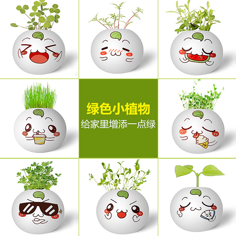 迷你绿色盆栽室内摆件桌面负离子微景观幸运草植物儿童生日物品