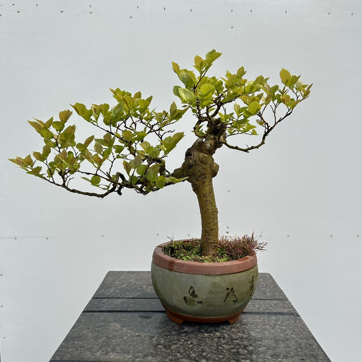 朴树文人型精品树桩盆景一物一拍庭院阳台绿植花卉大观园启光园艺