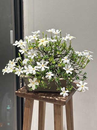 小叶栀子花盆景老桩室内阳台庭院绿植花卉盆栽四季开花好养易活