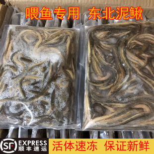 泥鳅冷冻新鲜去粘液速冻小泥鳅冷冻虾泥鳅段鳄龟魟鱼龙鱼喂鱼饲料