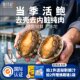 张珍记冷冻鲍鱼鲜活海鲜水产鲍鱼肉鲜鲍鱼速冻官方旗舰店年货火锅