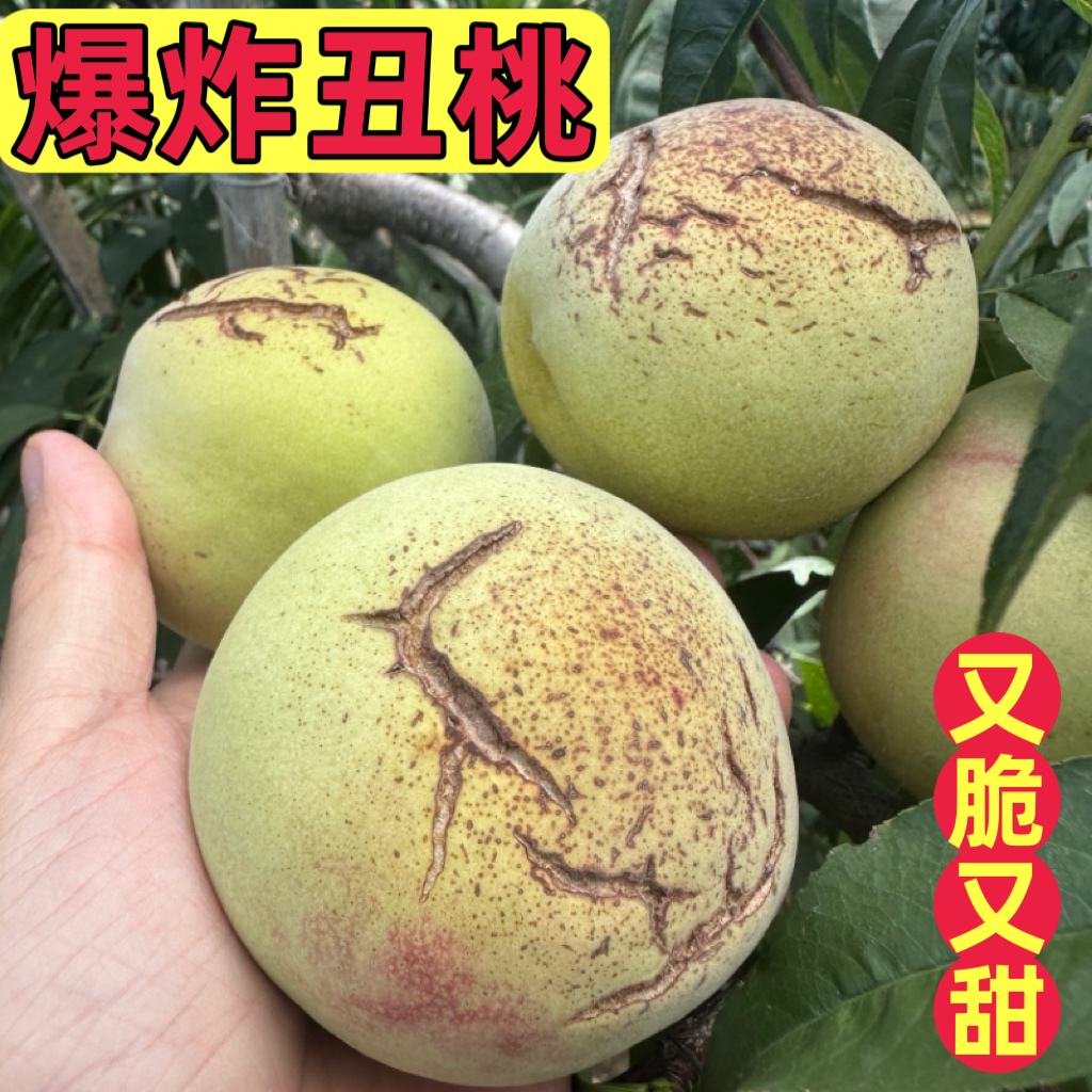 现货山东裂口丑桃脆甜多汁整箱