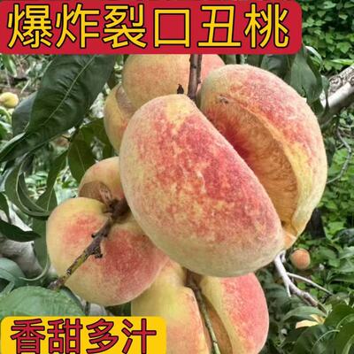 2025现货山东爆炸裂口丑桃子新鲜水果蜜冬桃现摘脆甜多汁应季整箱