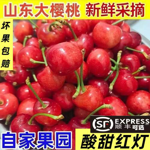 山东酸甜红灯大樱桃现摘应季新鲜