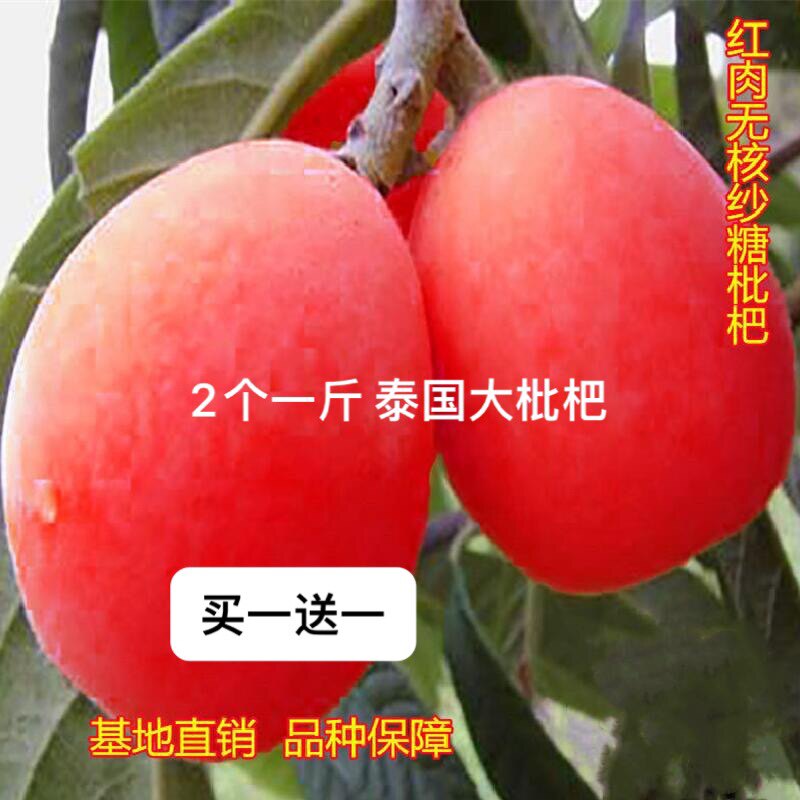 新品种早熟无核砂糖红枇杷树苗南北方种植抗旱耐寒果树苗盆栽地栽