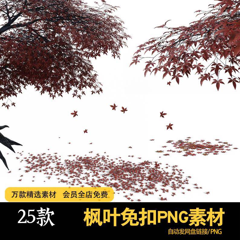 枫叶红枫树落叶枯黄树叶植物PNG免扣图片气候变化季节设计素材