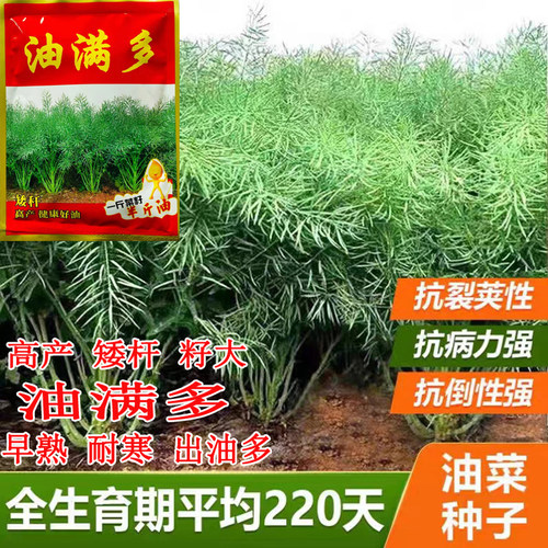 高产油菜籽种杂交油菜花种子矮杆耐寒抗倒伏早熟大粒油菜种子大全