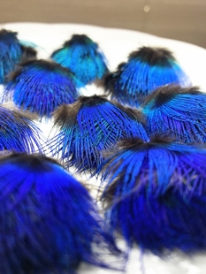 天然孔雀蓝片脖子羽毛DIY手工材料点翠工艺装 饰耳饰点翠原材料包