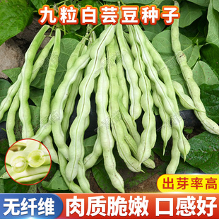 九粒白芸豆种子摘不败白不老芸豆种籽豆角种孑老来少架豆四季豆种