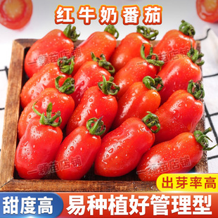 红牛奶番茄种籽产中果型水果番茄种孑西红柿家庭院阳台种植菜种孑