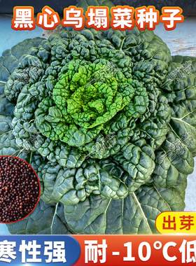 黑心乌塌菜种子耐寒性强