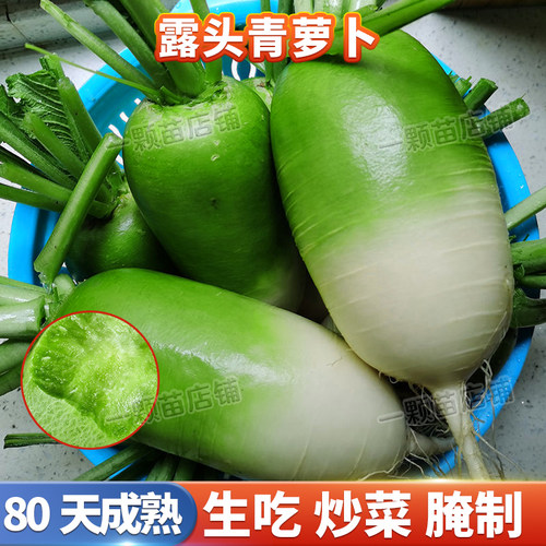 秋季露头青萝卜种子耐热热