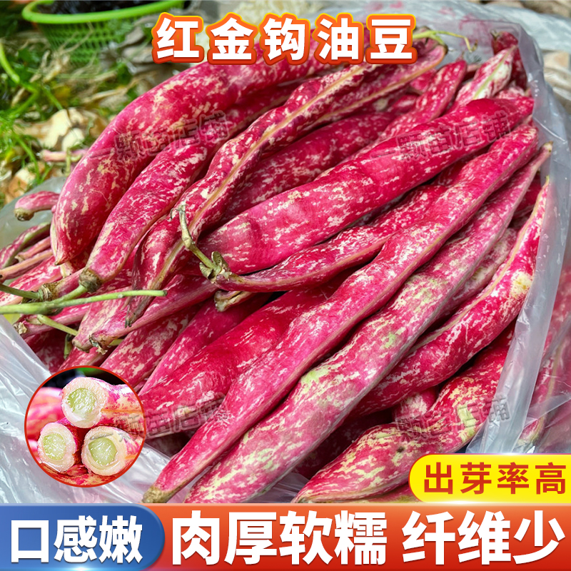 东北红金勾钩豆角种子油豆角种籽黄金钩沟架豆扁豆春四季蔬菜种孑