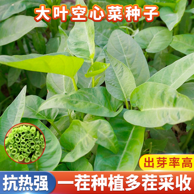 大叶空心菜种子高产蔬菜种籽